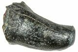 Fossil Desmostylus (Hippo-Like Animal) Premolar - California #241174-2